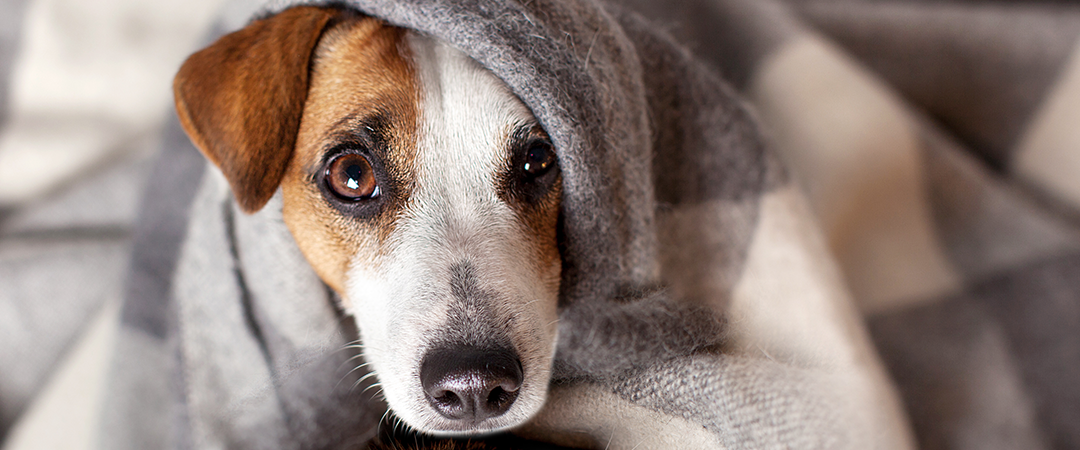 Evcil Hayvan Sahiplerinin Bilmesi Gereken 5 Temizlik Önerisi