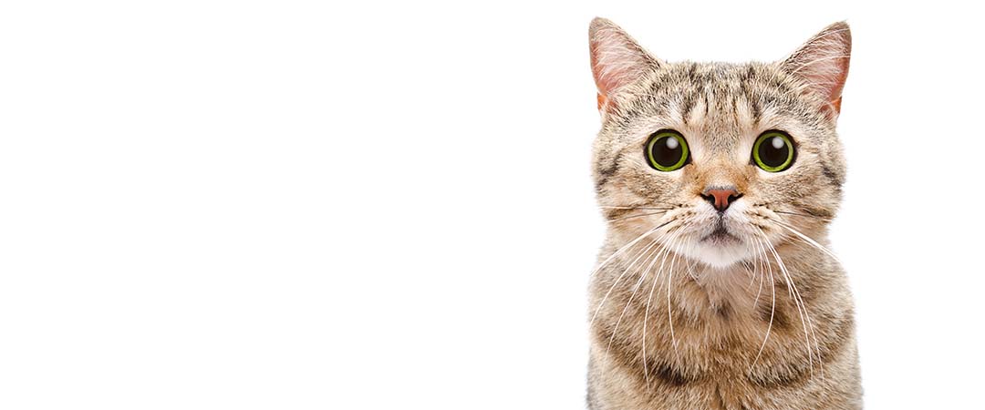 Kedi Sahipleri İçin A'dan Z'ye Kedi Kısırlaştırma Rehberi